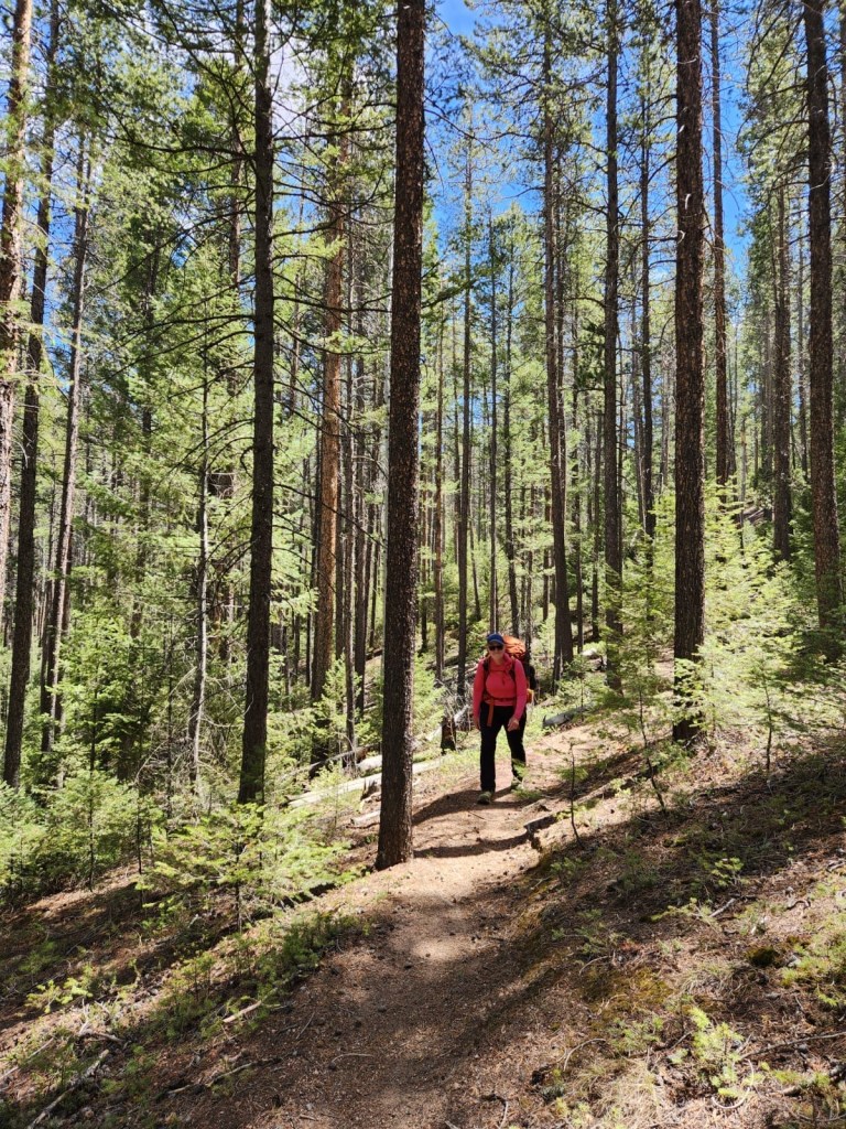 hiker in the forest
